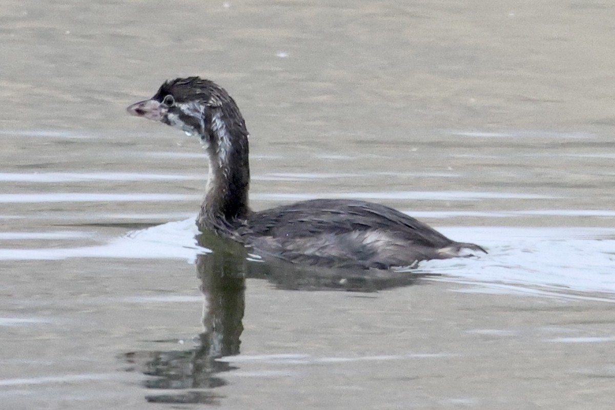 Pied-billed Grebe - ML590564961