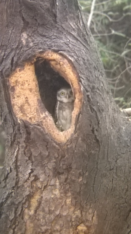 Spotted Owlet - ML59056551