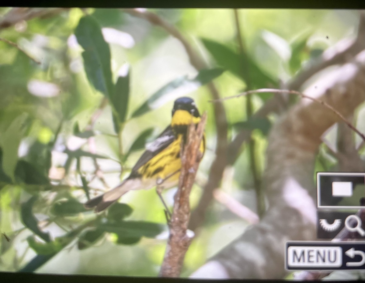 Magnolia Warbler - ML590566621