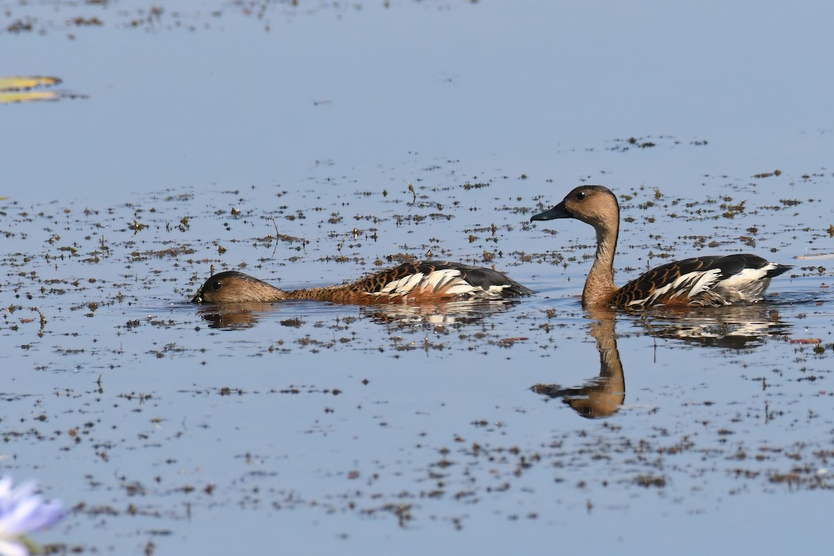 Wandering Whistling-Duck - ML590567521