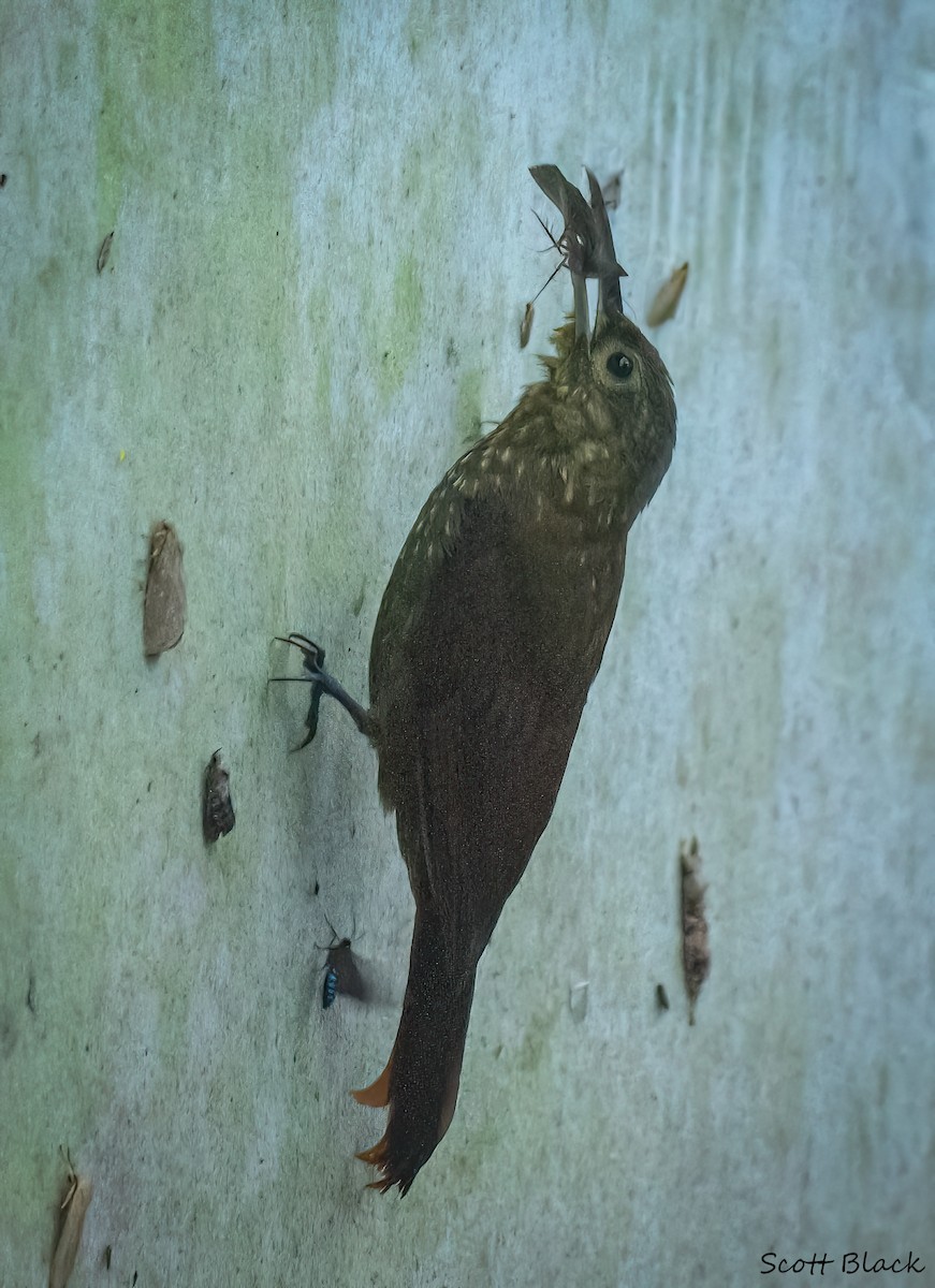 Spotted Woodcreeper - ML590568221