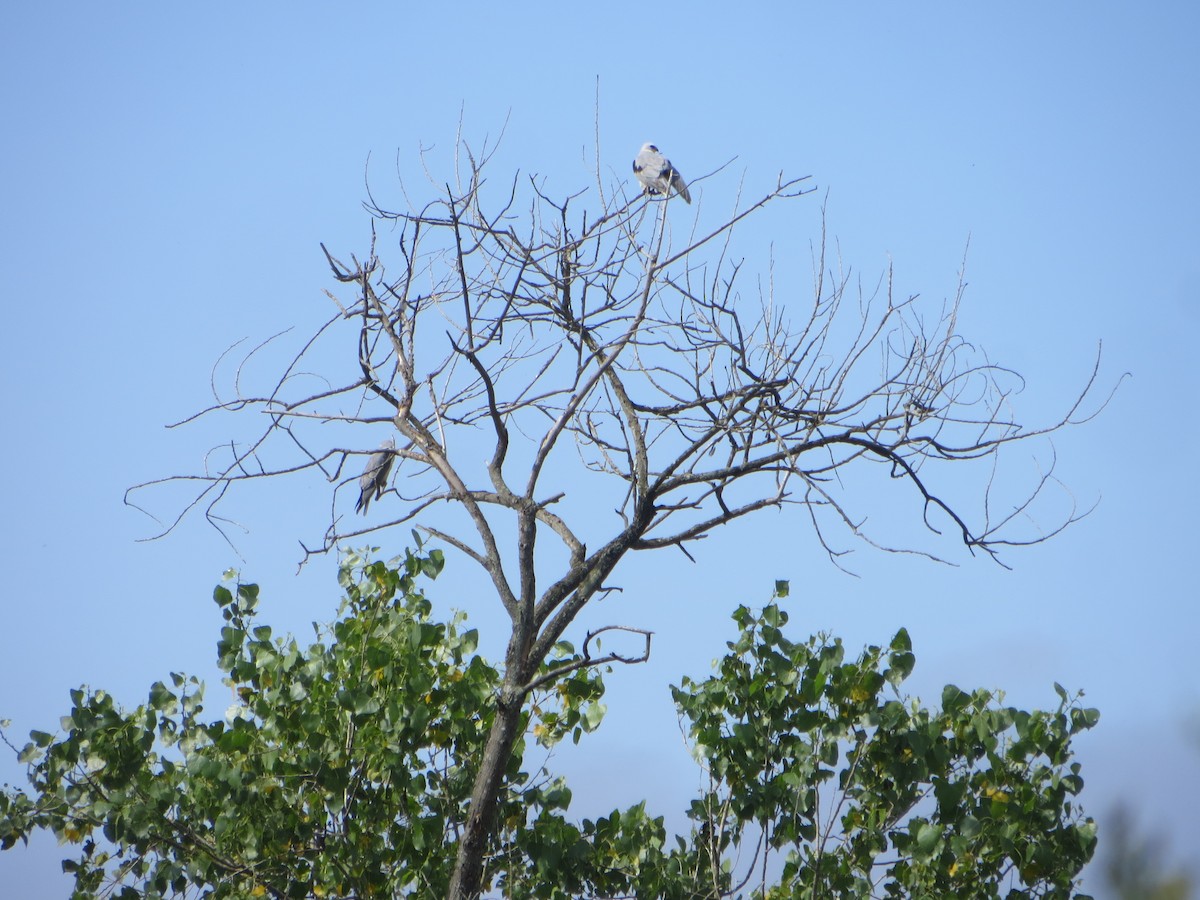 White-tailed Kite - V Golden