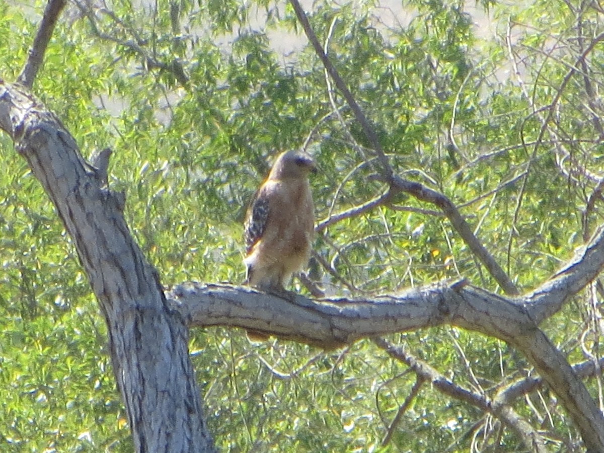 Red-shouldered Hawk - V Golden