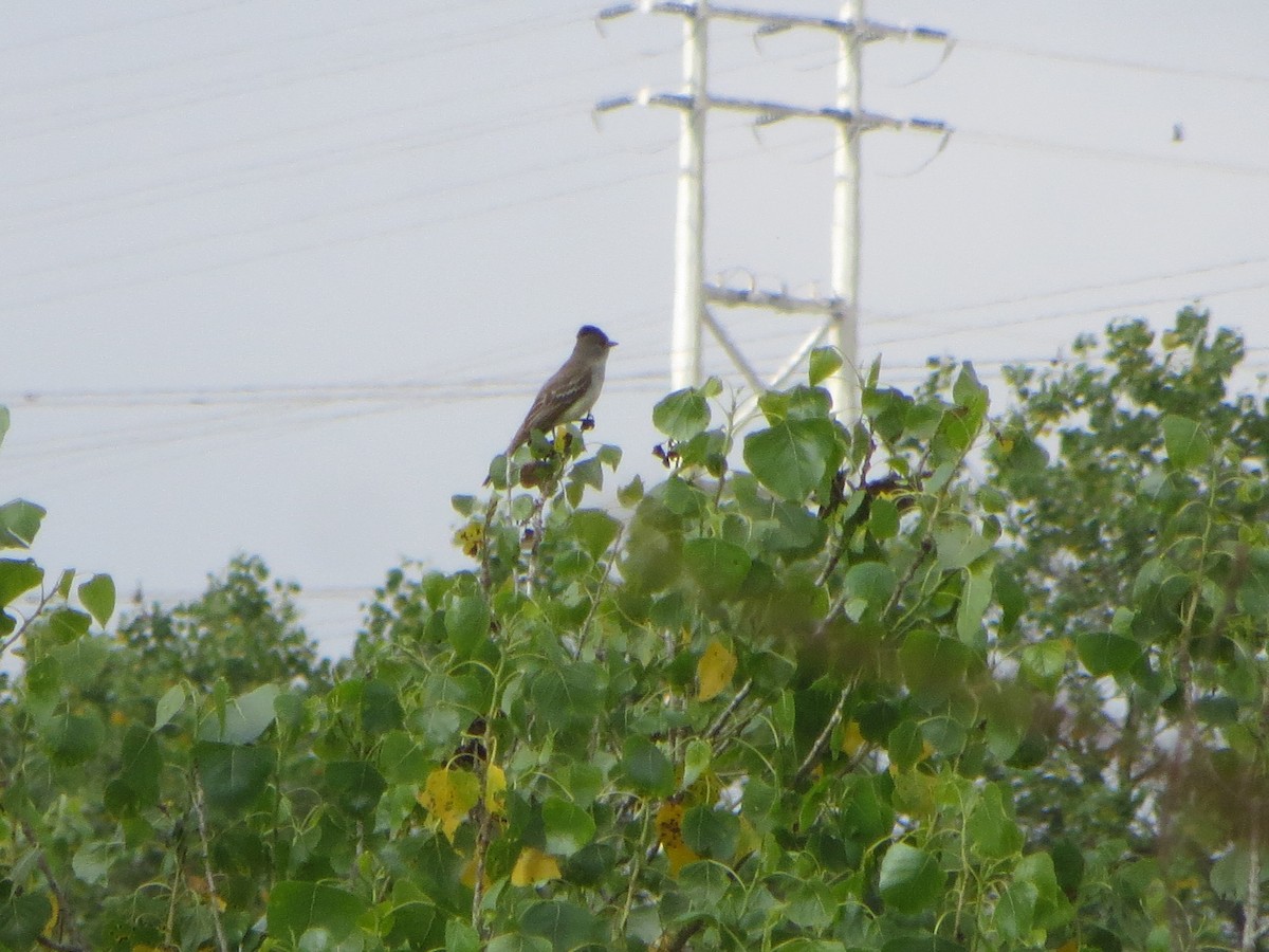 Ash-throated Flycatcher - V Golden