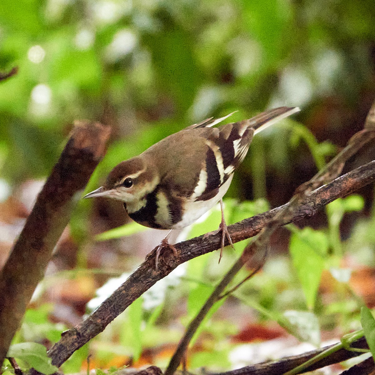 Forest Wagtail - ML590569131