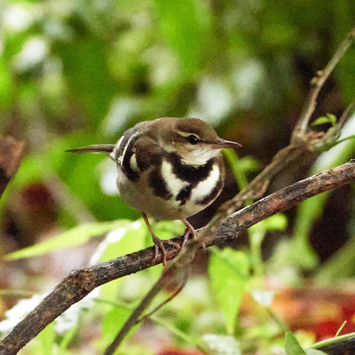 Bergeronnette de forêt - ML590569141