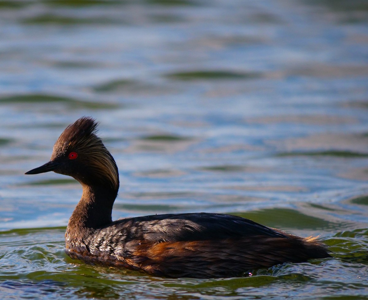 Eared Grebe - Bob Izumi