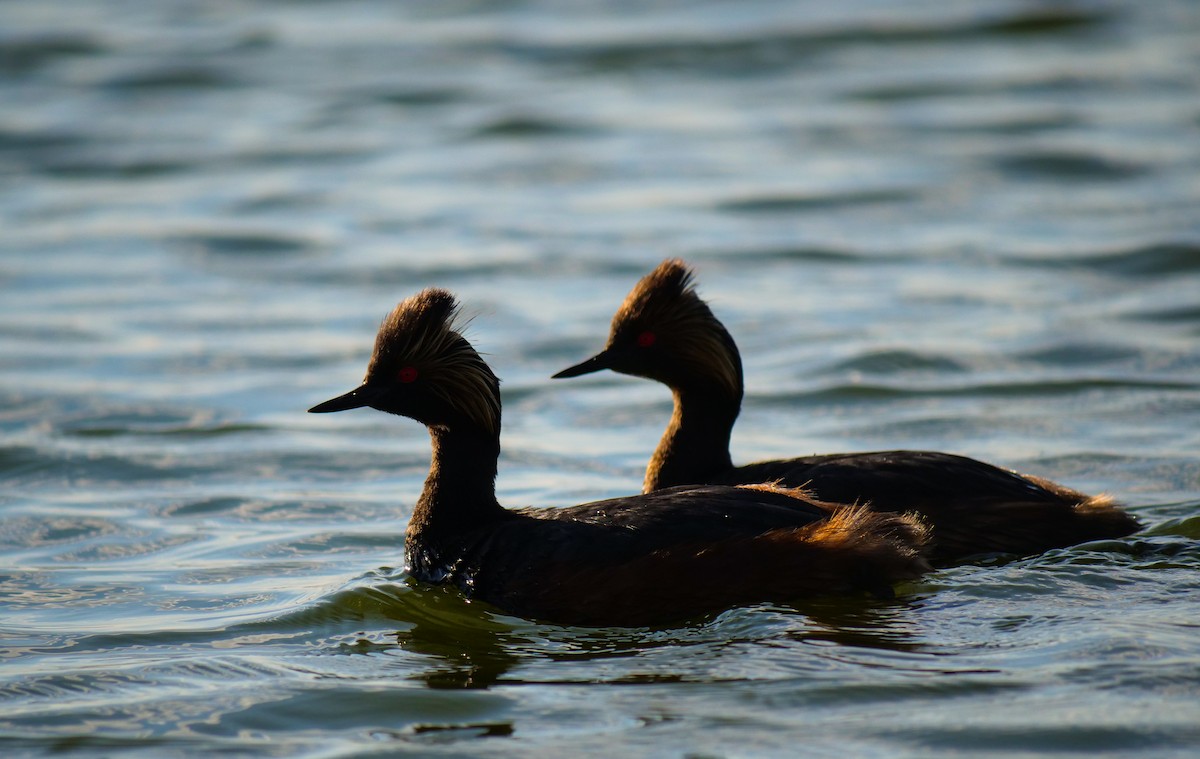 Eared Grebe - Bob Izumi