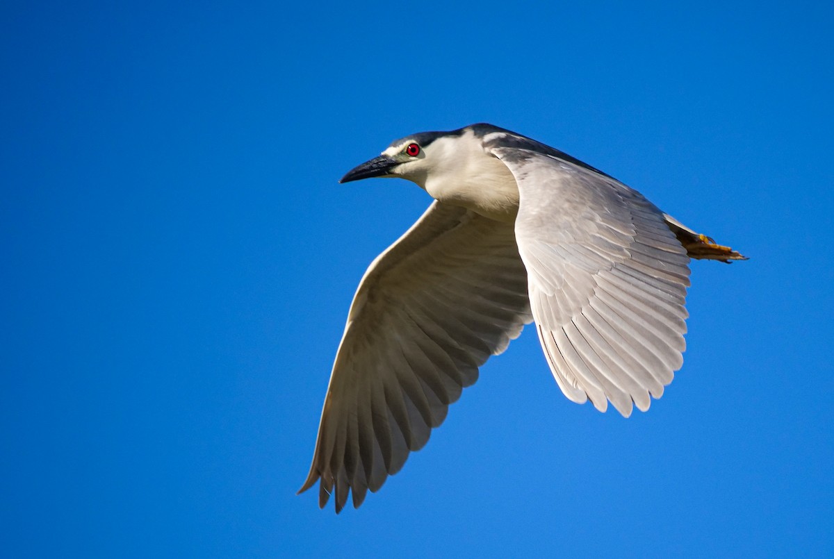 Black-crowned Night Heron - Great Blue Heron