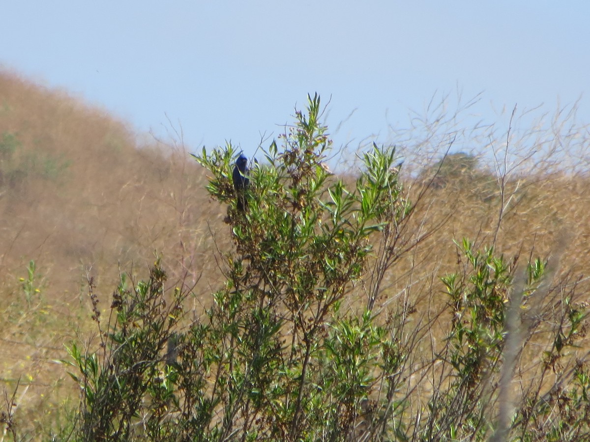 Blue Grosbeak - V Golden