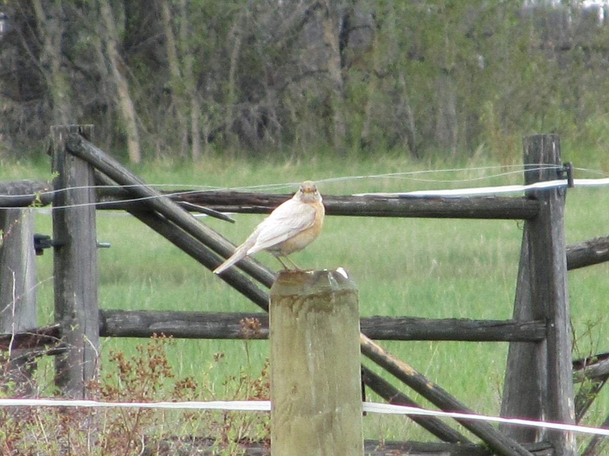 American Robin - ML59057031