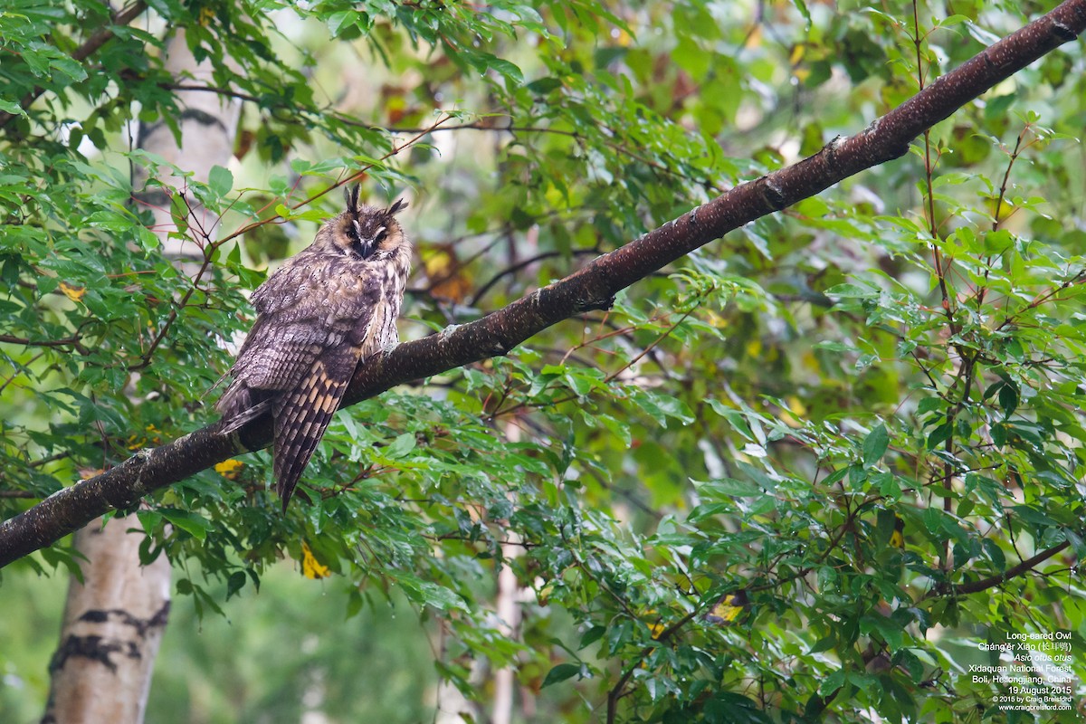 Hibou moyen-duc - ML59057061