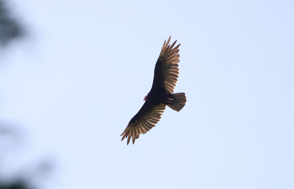 Turkey Vulture - ML590570741