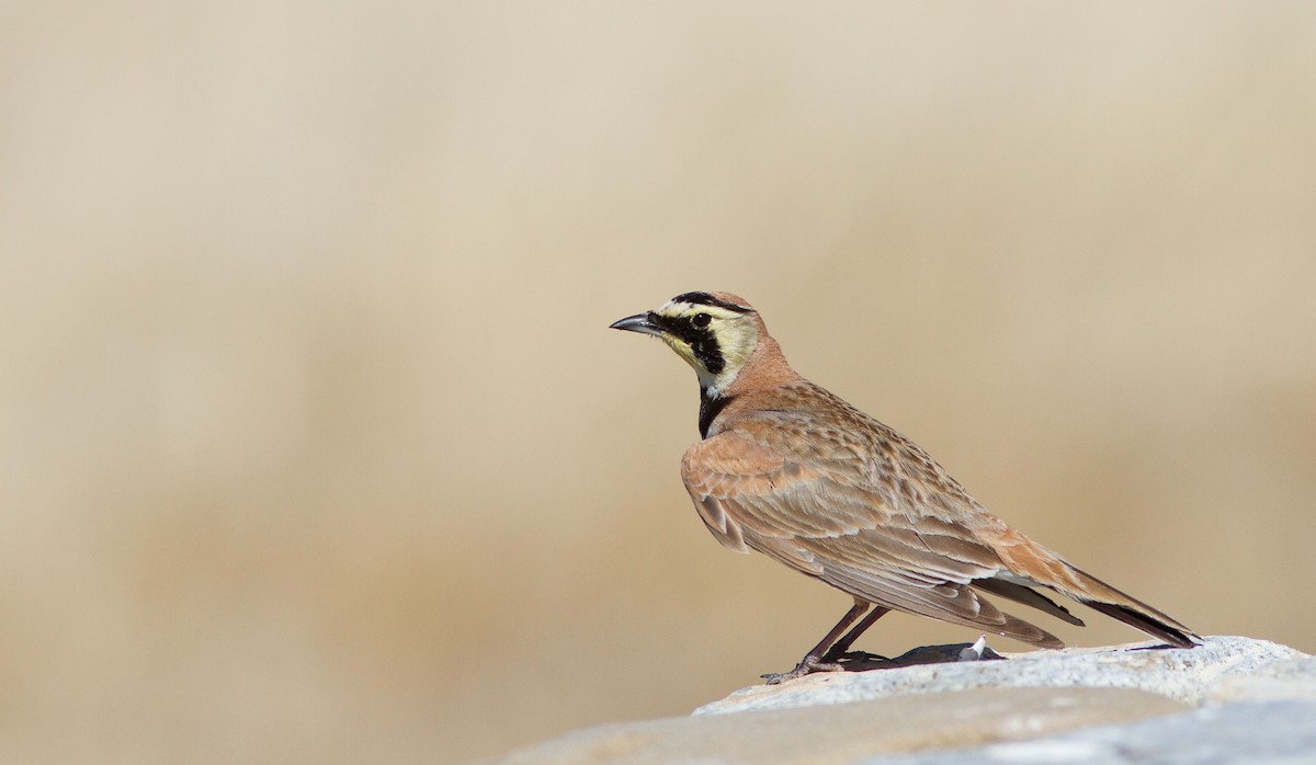 Horned Lark - Adam Searcy