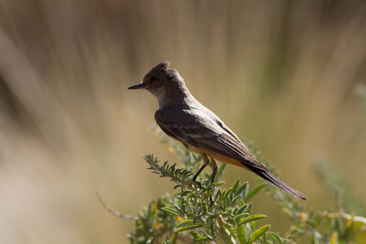 Say's Phoebe - ML590571551