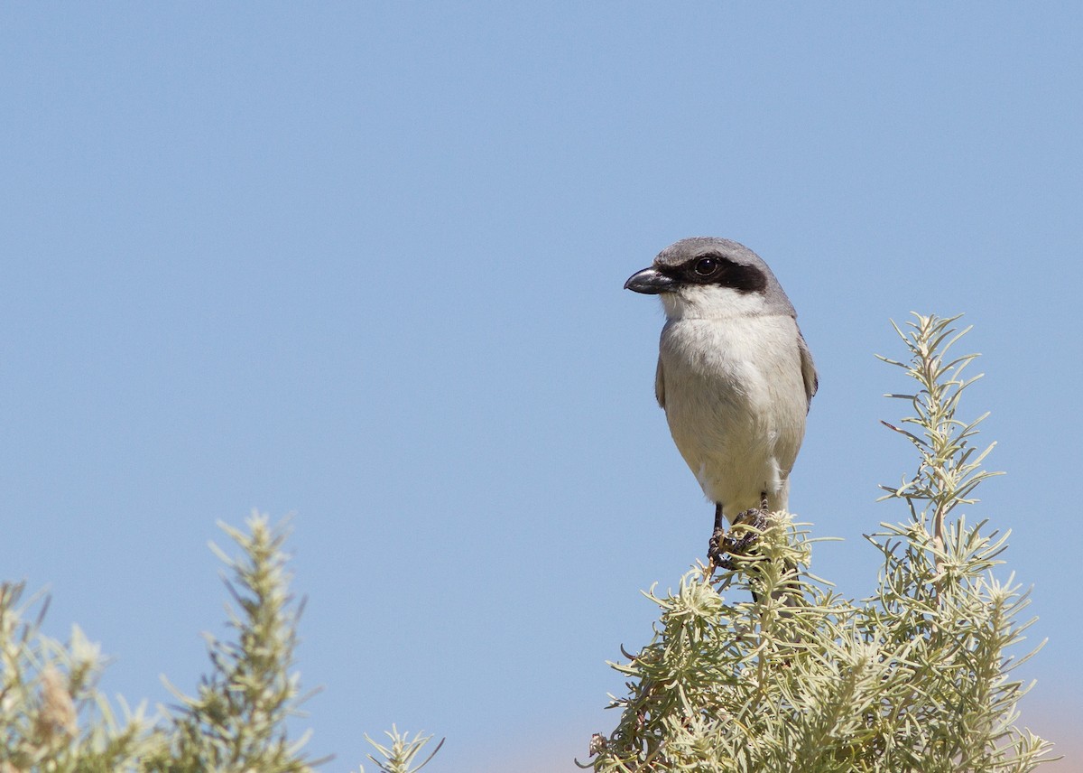 Loggerhead Shrike - ML590571731