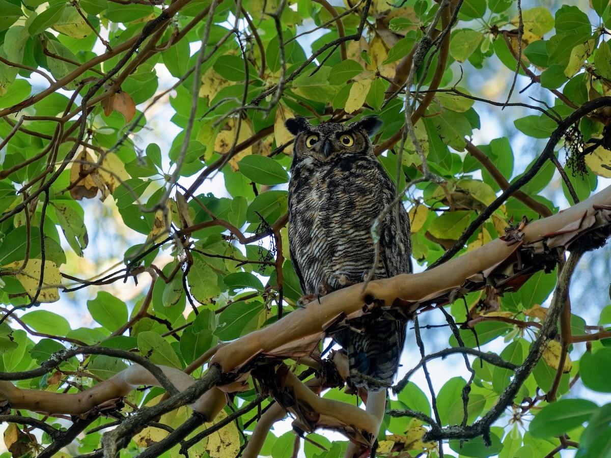 Great Horned Owl - Gordon Hart
