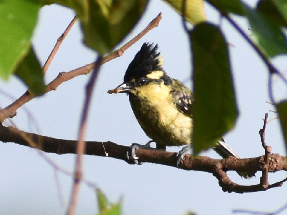 Indian Yellow Tit - ML590571891