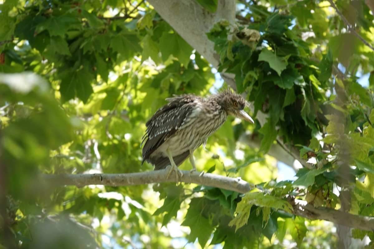 Black-crowned Night Heron - ML590572411