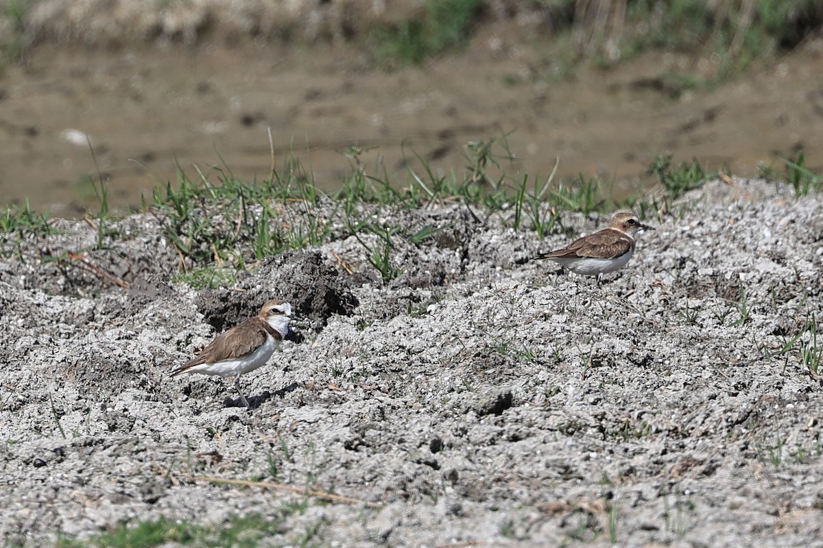 Kentish Plover - Abhishek Shroti