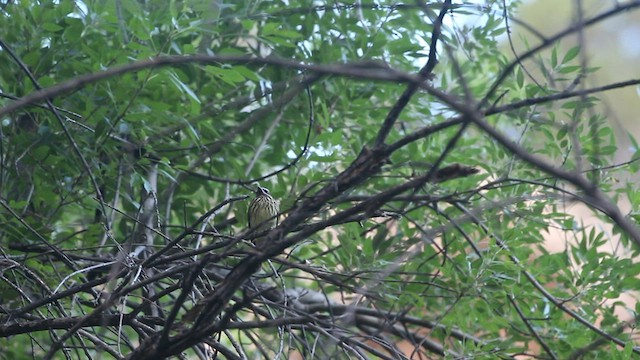 Sulphur-bellied Flycatcher - ML590573461