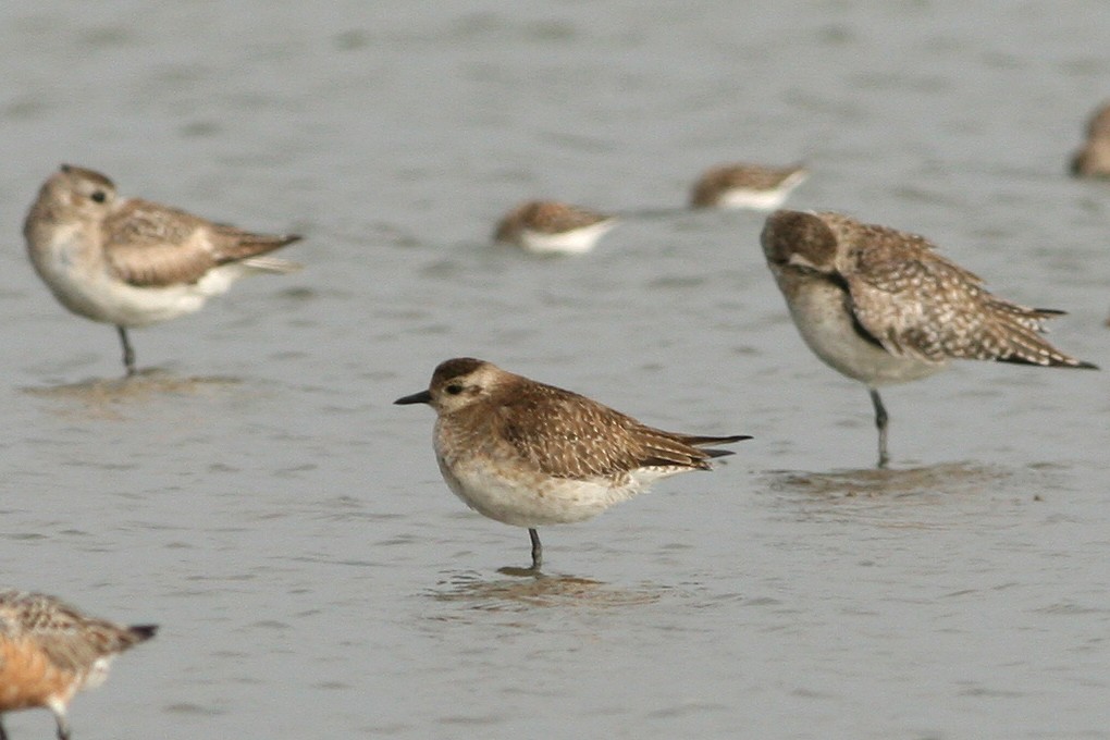 American Golden-Plover - ML59057361