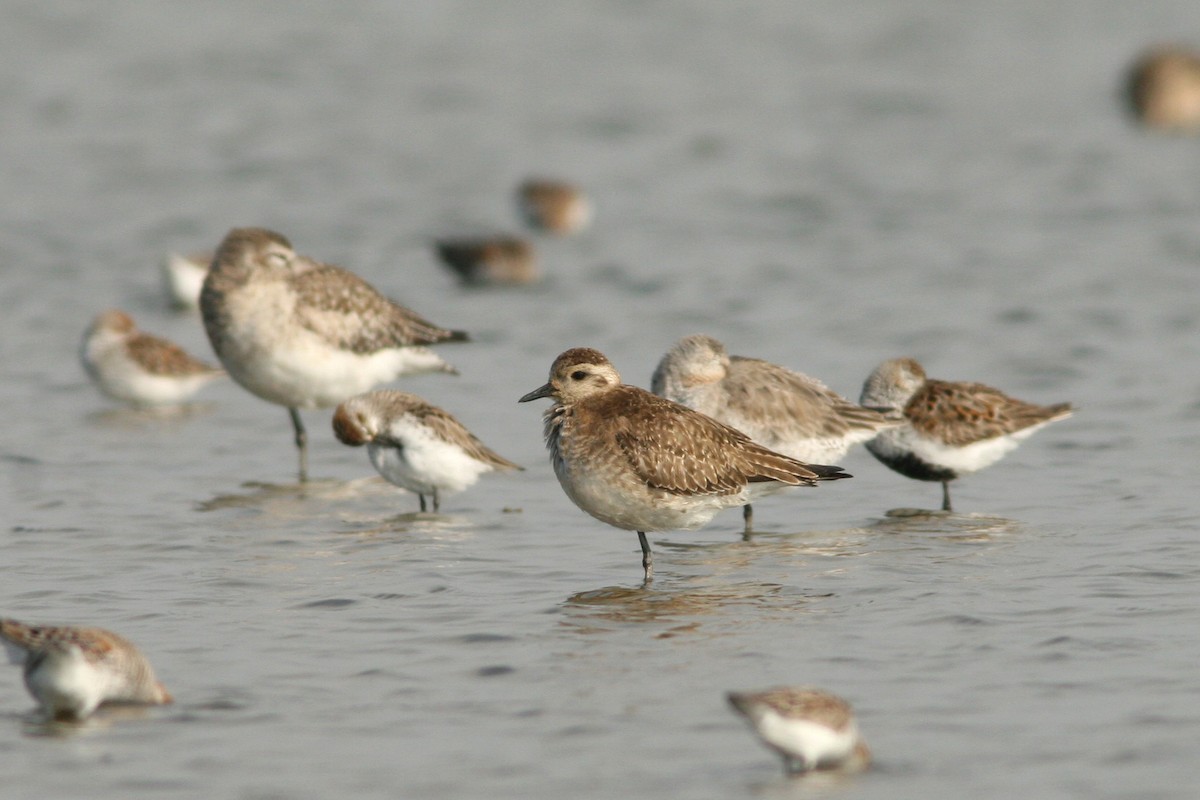 American Golden-Plover - ML59057371