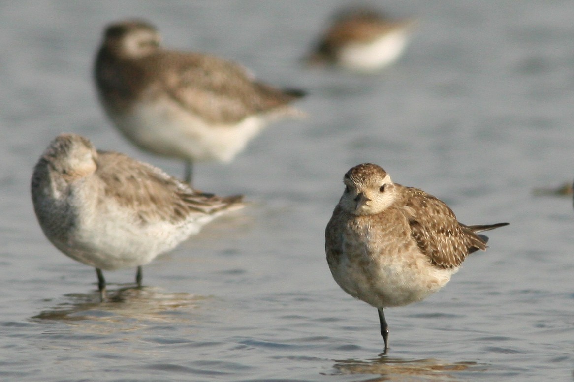 American Golden-Plover - ML59057381