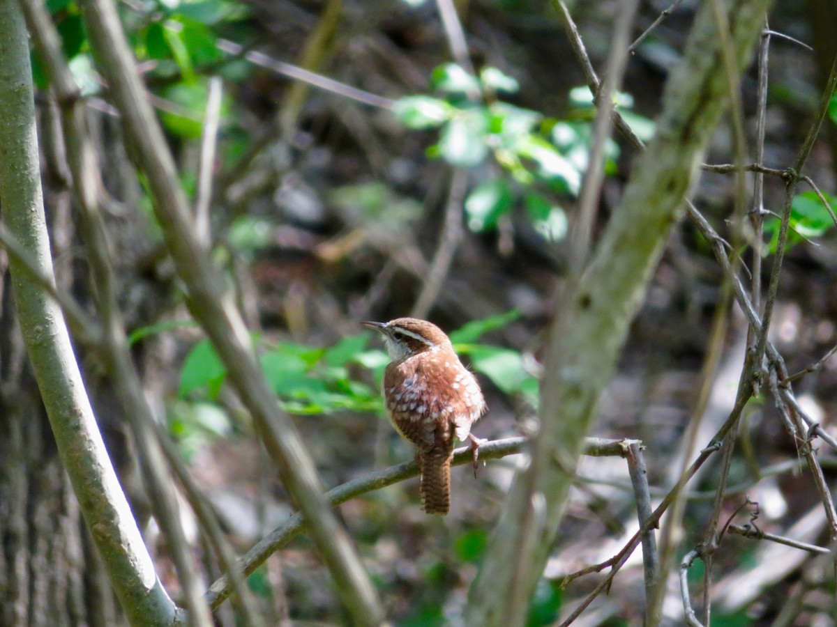 Carolina Wren - ML59057481