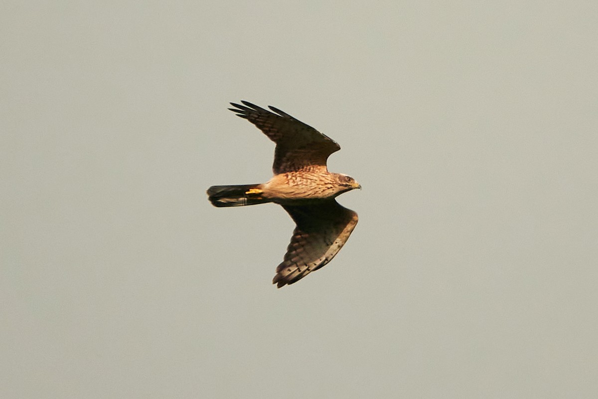 Gray-faced Buzzard - ML590574881