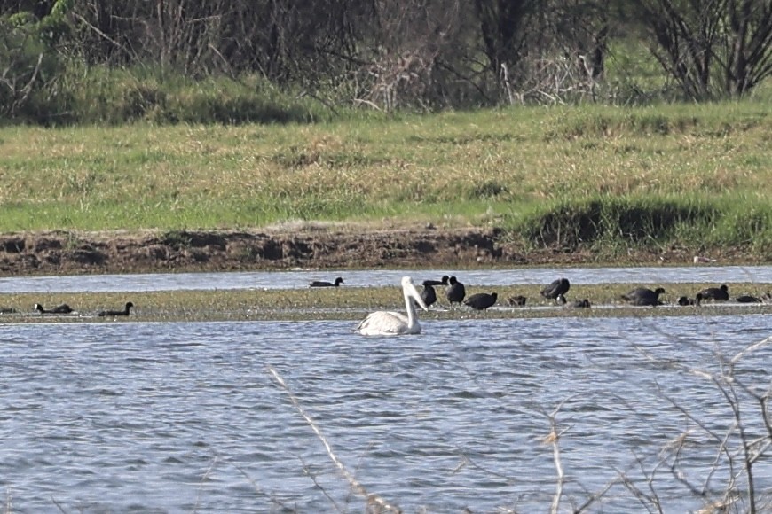 Spot-billed Pelican - ML590575291