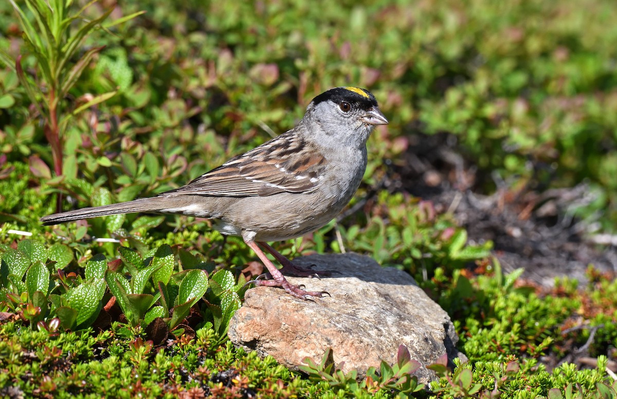 Golden-crowned Sparrow - ML590575811