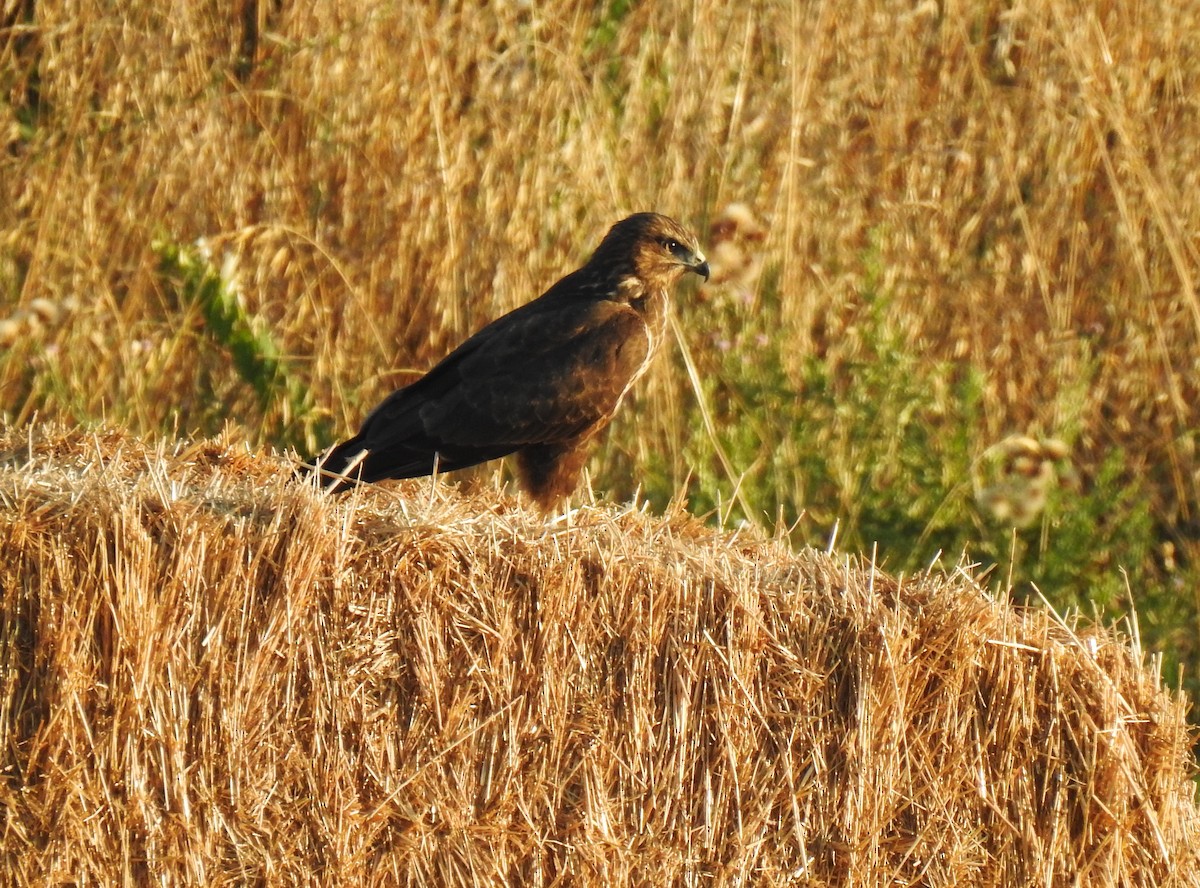 Common Buzzard - ML590576551