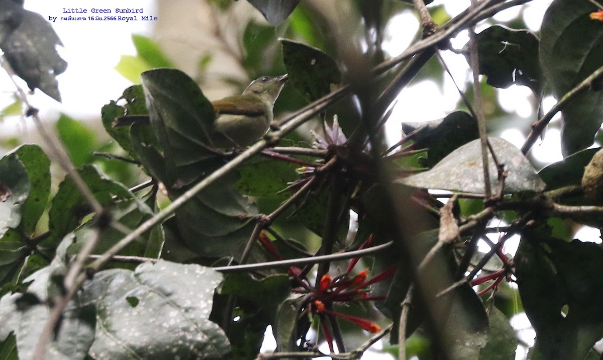 Little Green Sunbird - Argrit Boonsanguan