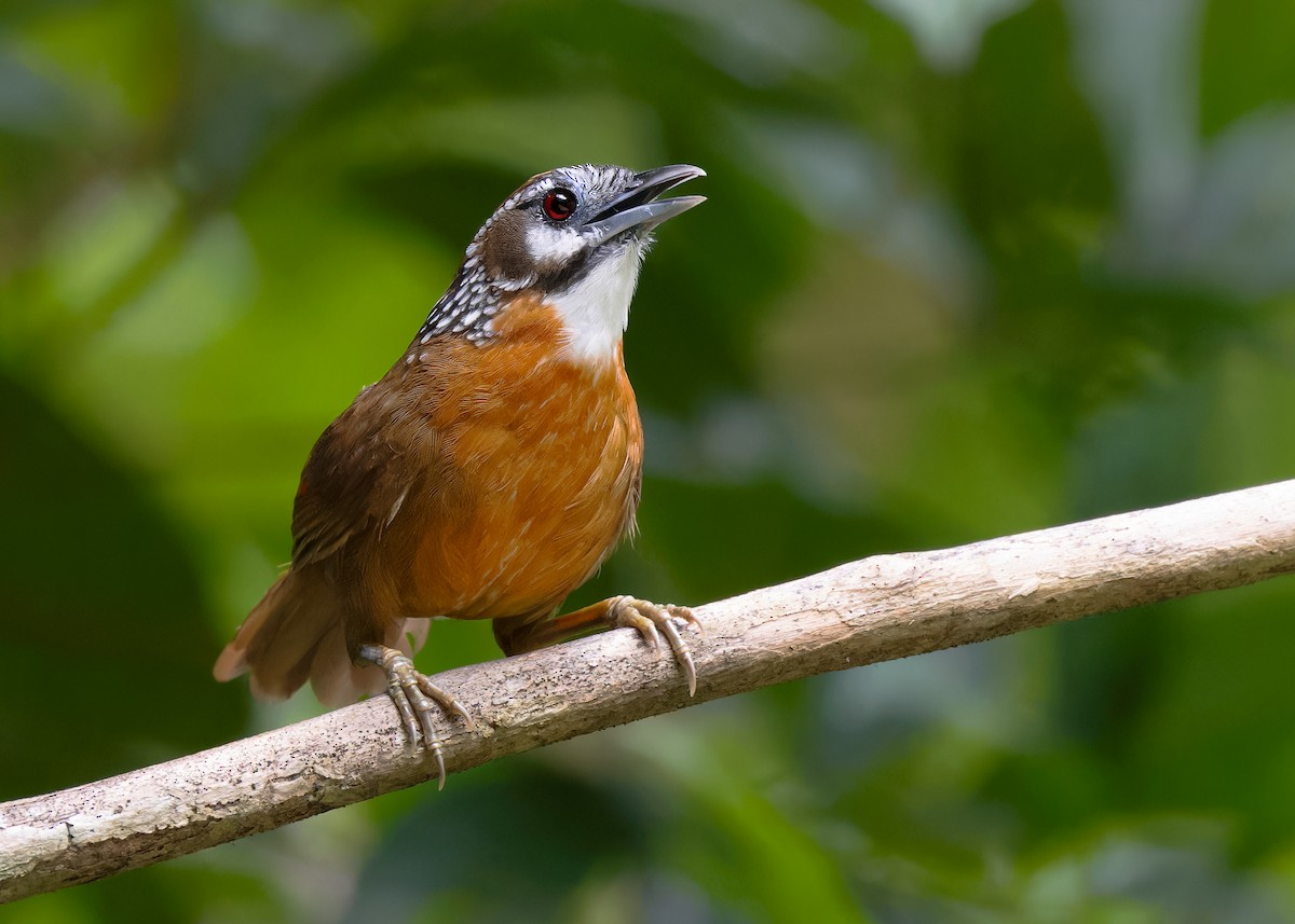 Spot-necked Babbler - Ayuwat Jearwattanakanok