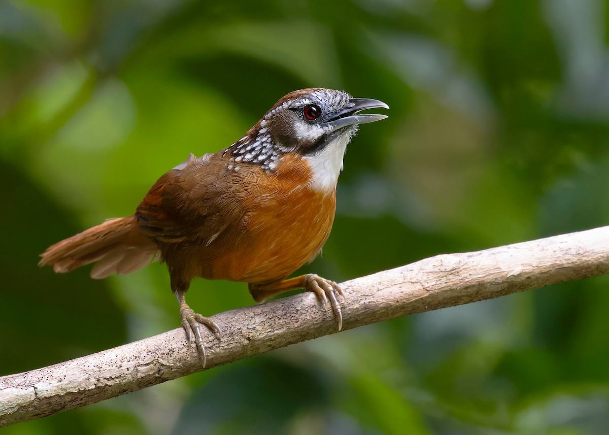 Spot-necked Babbler - Ayuwat Jearwattanakanok