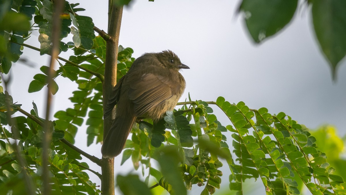 Little Greenbul - ML590580591