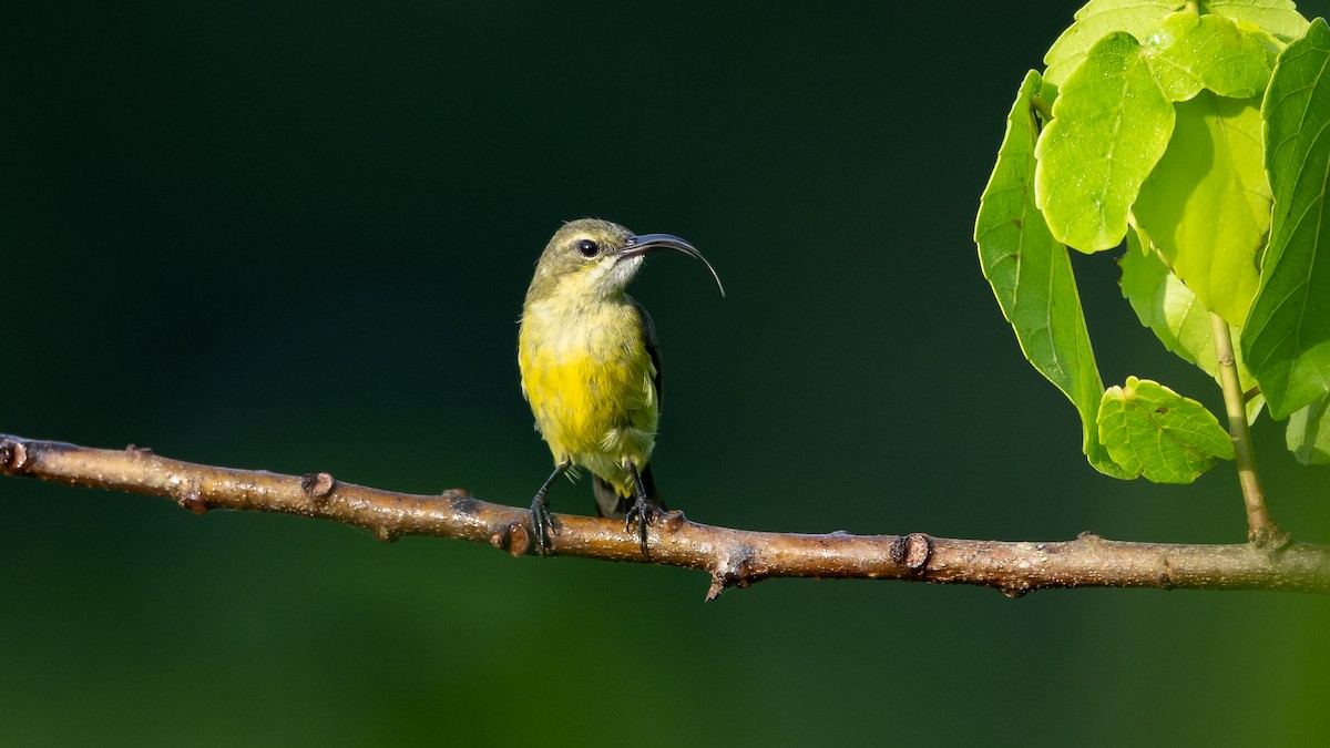 Collared Sunbird - ML590580791