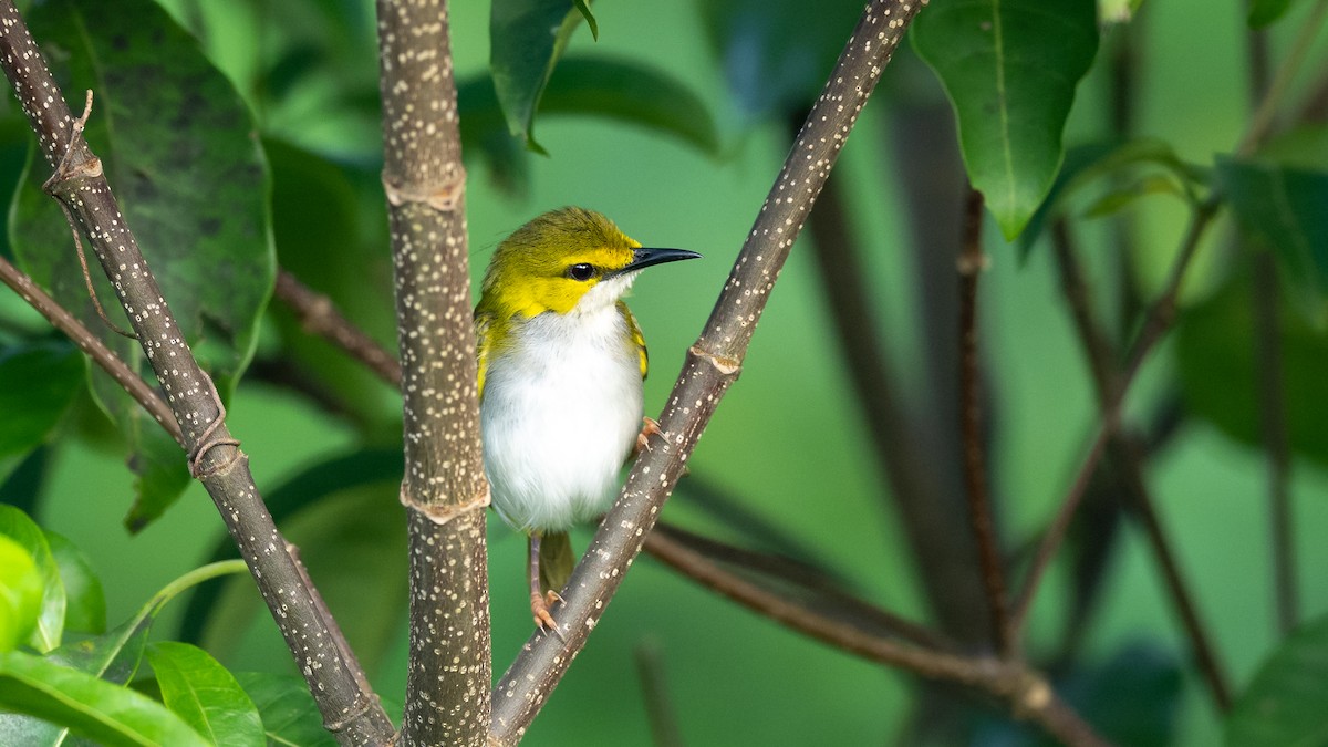 Yellow-browed Camaroptera - ML590580861