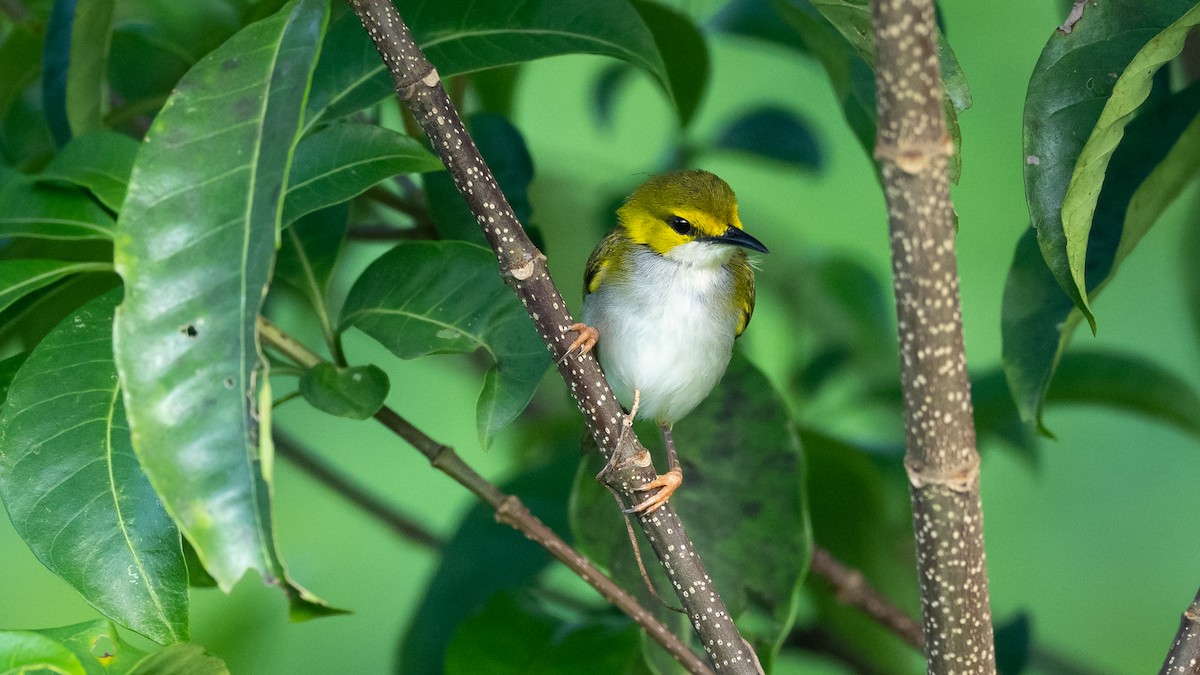 Yellow-browed Camaroptera - ML590580871