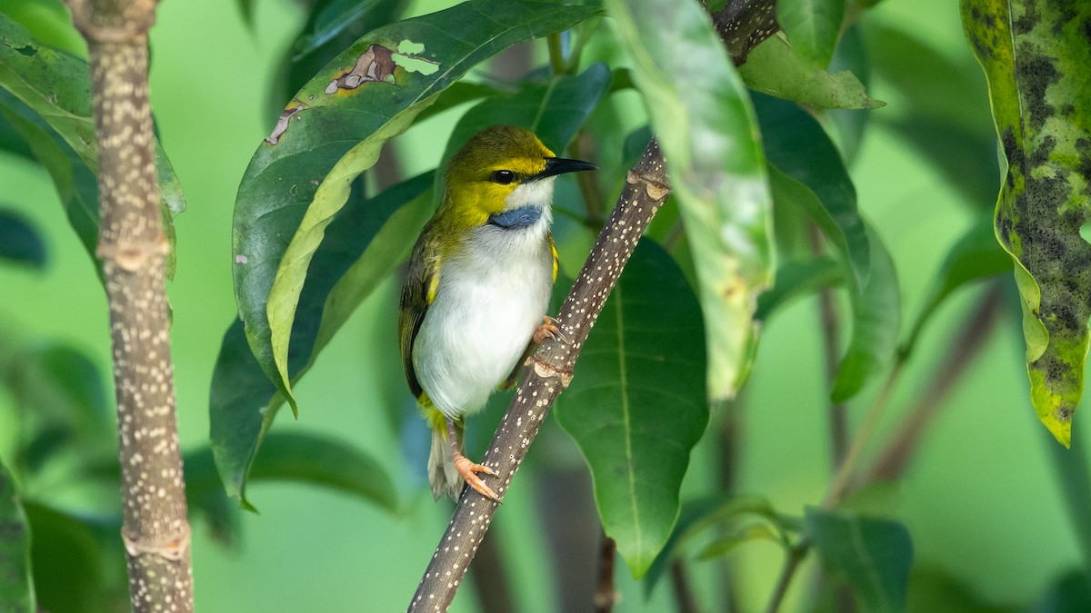 Yellow-browed Camaroptera - ML590580881