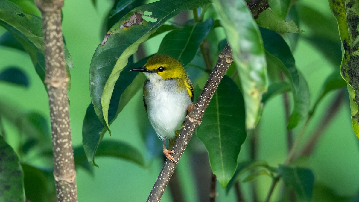 Yellow-browed Camaroptera - ML590580891