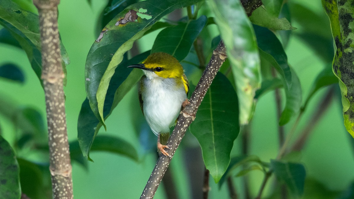 Yellow-browed Camaroptera - ML590580901