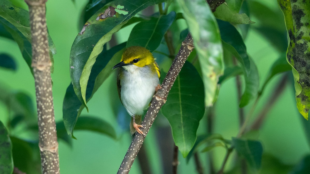 Yellow-browed Camaroptera - ML590580911