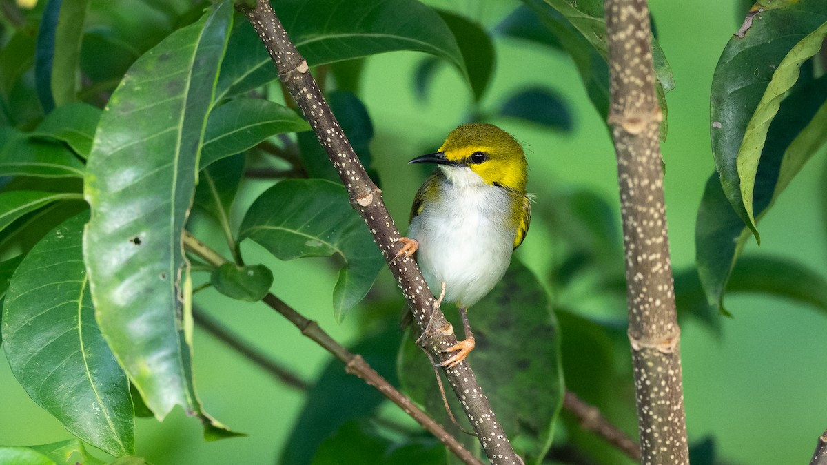 Yellow-browed Camaroptera - ML590580921