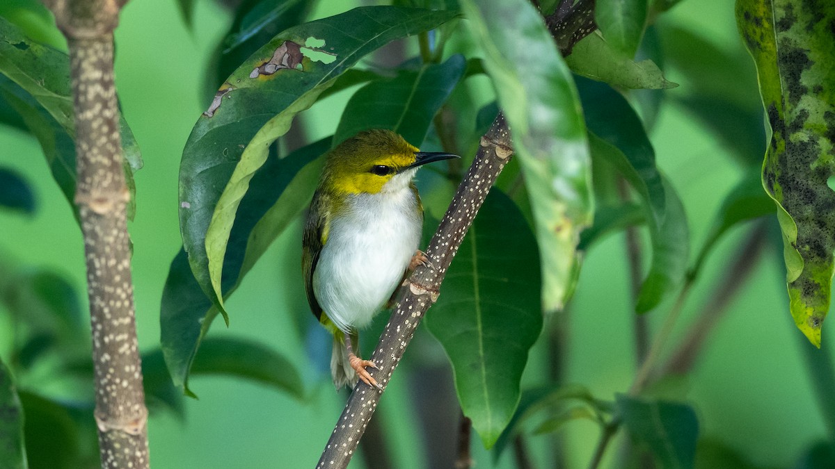 Yellow-browed Camaroptera - ML590580941