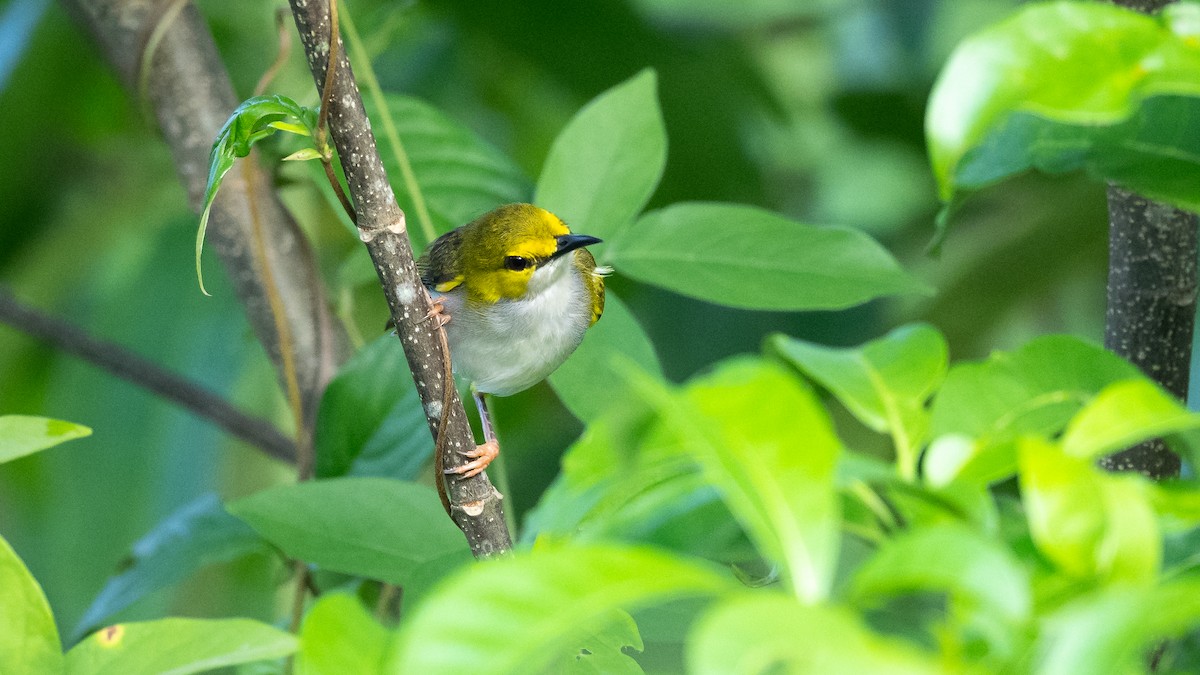 Yellow-browed Camaroptera - ML590580951