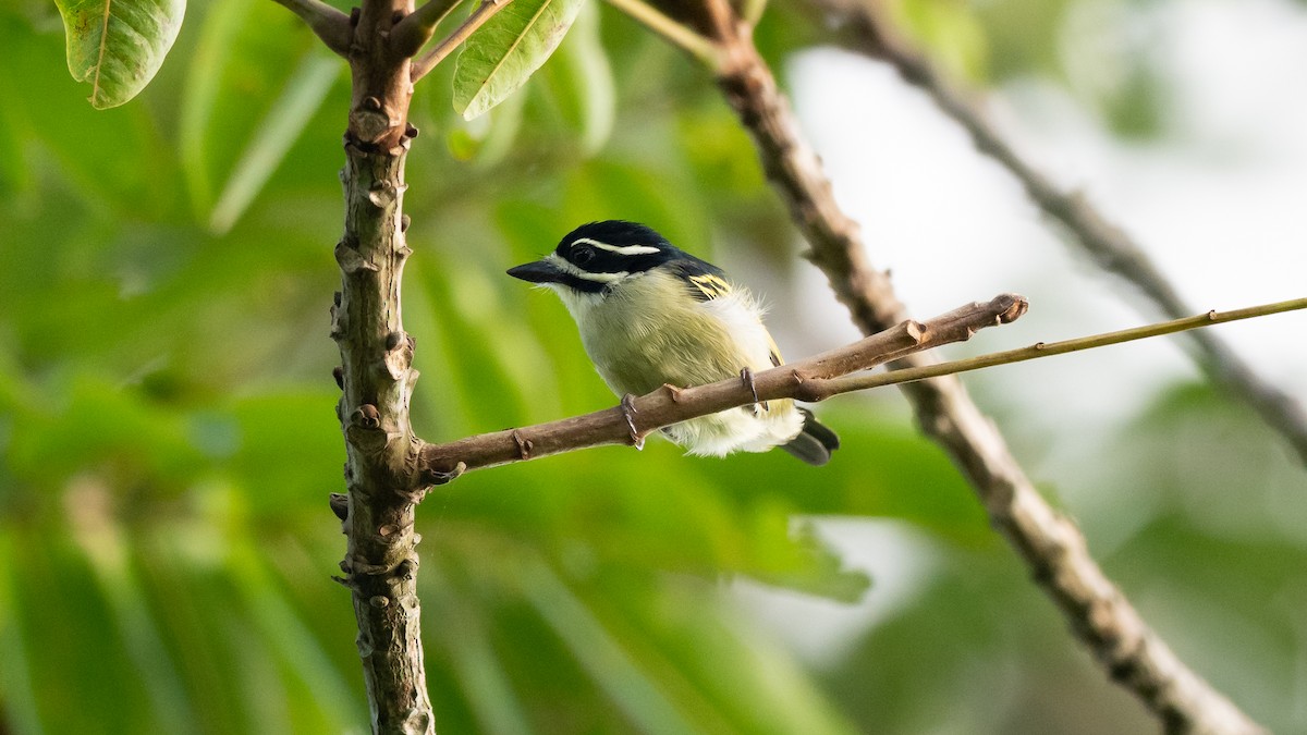 Yellow-rumped Tinkerbird - ML590581031