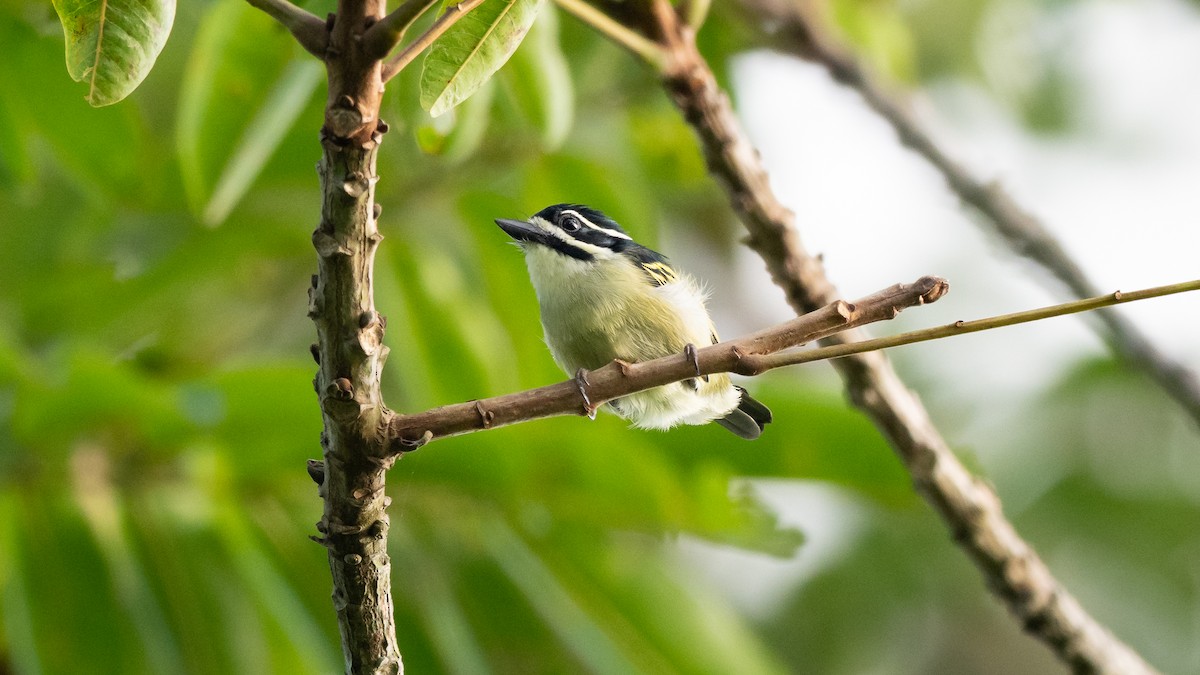 Yellow-rumped Tinkerbird - ML590581041