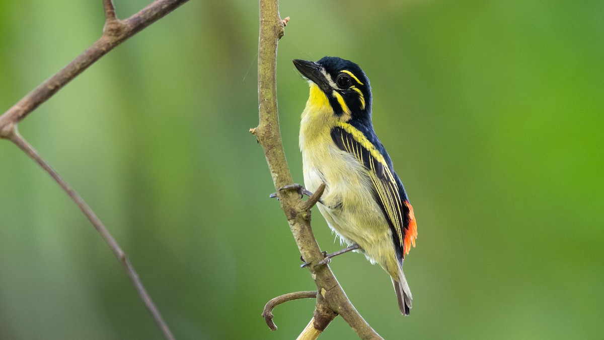 Rotbürzel-Bartvogel - ML590581401